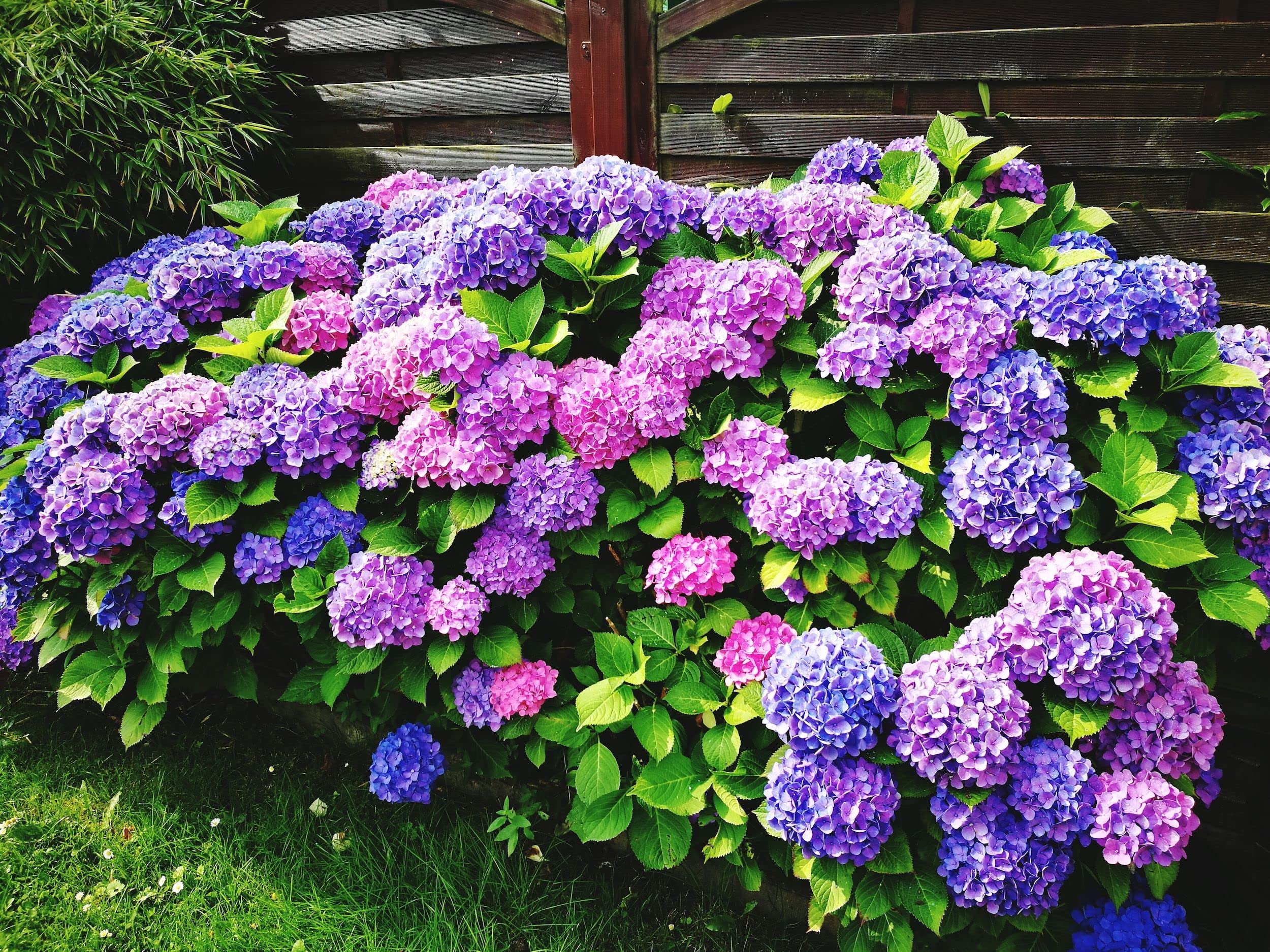 Hydrangea Mixed Colors Flower - for planting in home garden